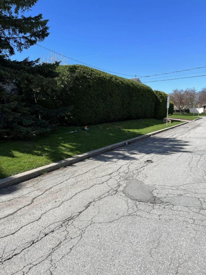Plantation de cèdres Gatineau