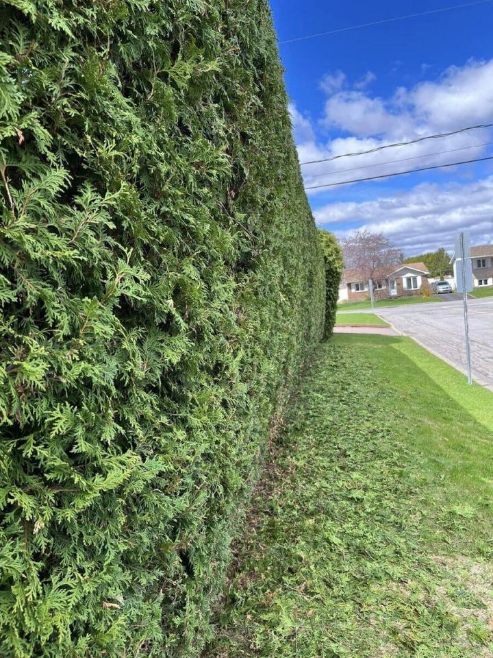 Plantation de cèdres Gatineau