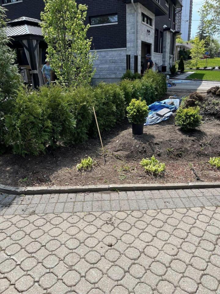 Plantation de cèdres Gatineau