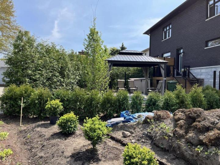 Plantation de cèdres Gatineau