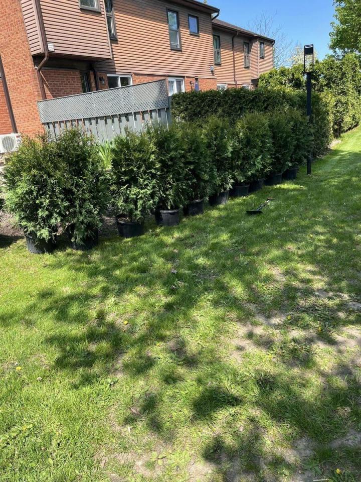 Plantation de cèdres 