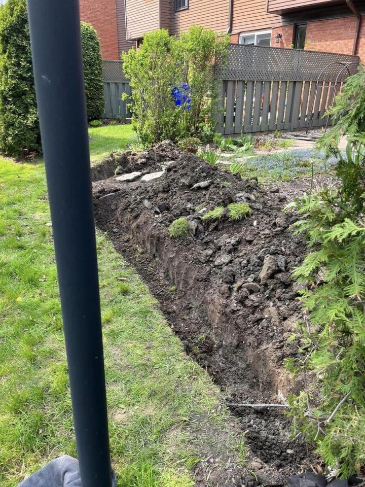 Plantation de cèdres Gatineau