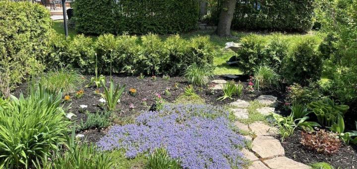 Plantation de cèdres Gatineau